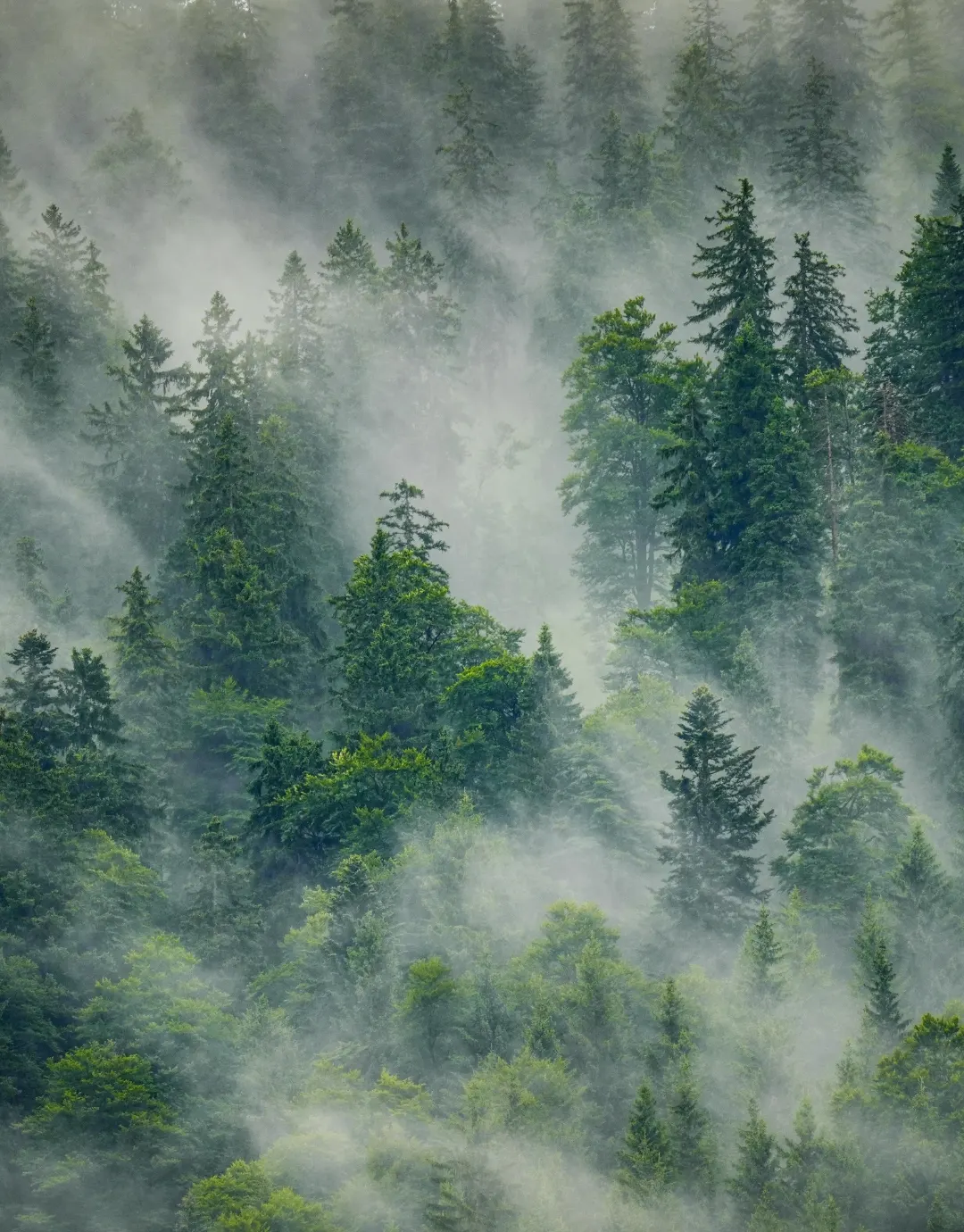 Bosque de niebla entre árboles